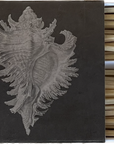 NUE MATCHES | MOLLUSK